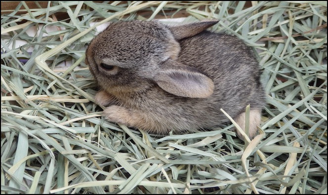 Baby rabbit on top of hay